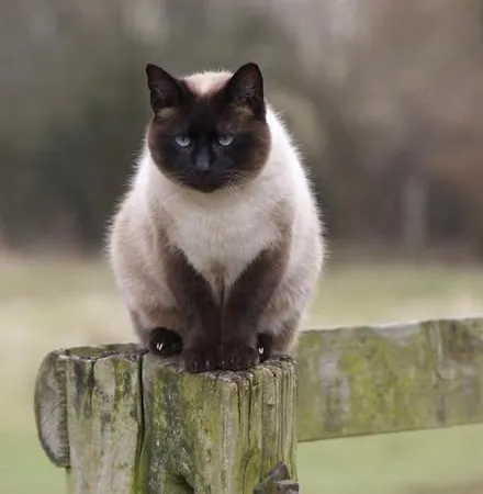 בית נופש O Pre *